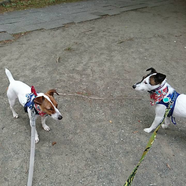 1b4f3530 78b6 4b1d 9bfe 2628a8171c05 1532036857259