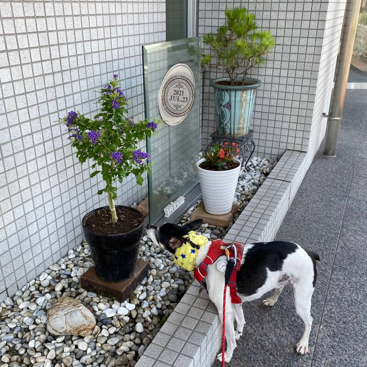 1b55bb81 4b33 42b4 81d3 496bc820c3c3 1627006105955