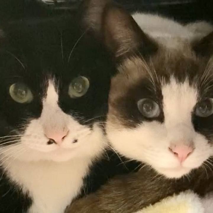 1b59785b f698 4f37 82b1 b6114a52bcb9 1732565381726