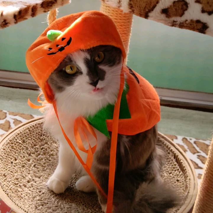 1b5c38a5 c03a 4081 976b b75dda7d07b3 1604120185119