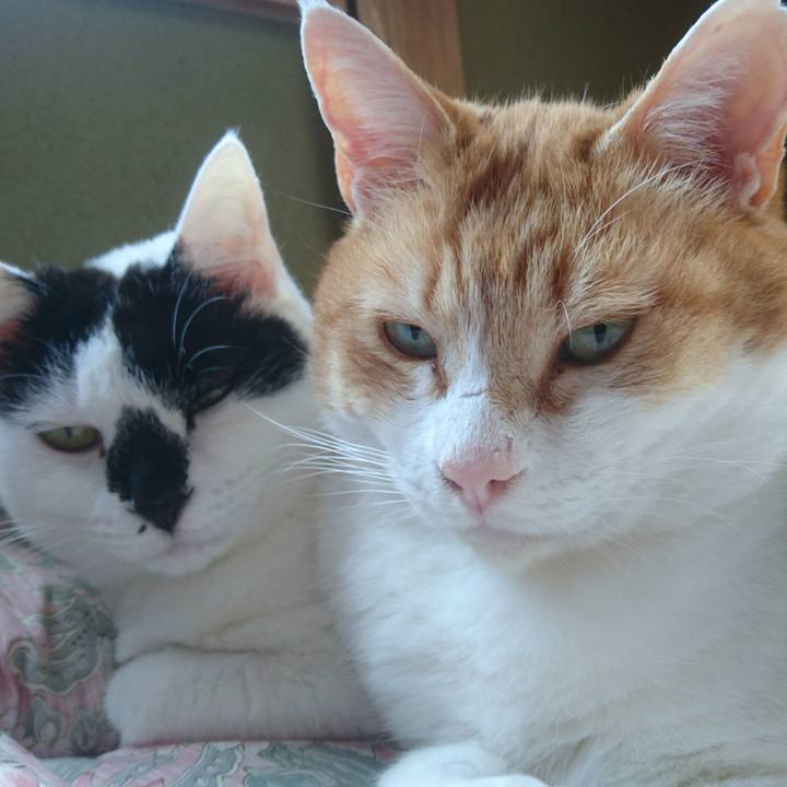 1b5f177b 9a66 4bcc 90f4 8b3b7074af2c 1617442536439