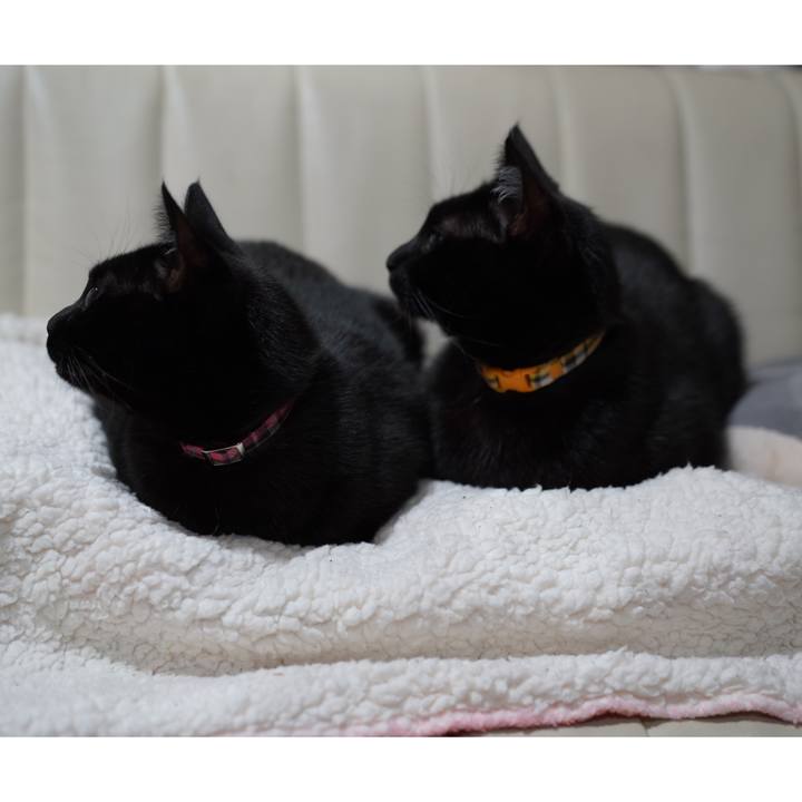 1b609bbd 389d 4037 8236 edd5ce45c4ea 1578748189795