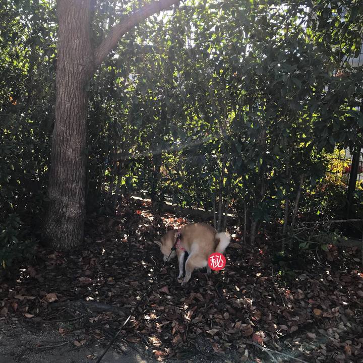 1b688675 0623 413c af2a 9be0c074ea26 1513493343675