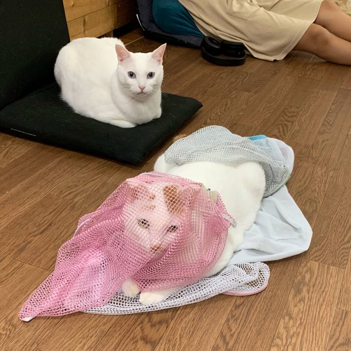 1b68bef8 daa9 4512 9e27 d3c115e7d130 1563941056107