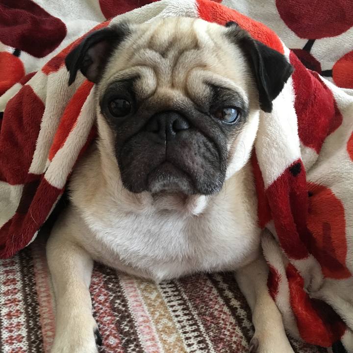 1b6927fc 00a4 49d2 8e97 c8a79691fba5 1508378918741