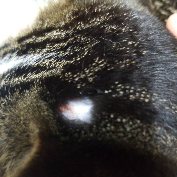 1b6c0fc4 a63e 424d 825a 13d69e75ab02 1588588686067