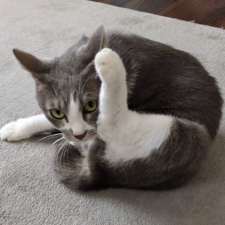 1b6cde16 0f80 45e1 ac56 ccb6aea38ddf 1760837357197