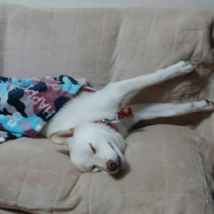 1b6f953a cf54 42dc 8400 1c2a5dc2876c 1509536890571