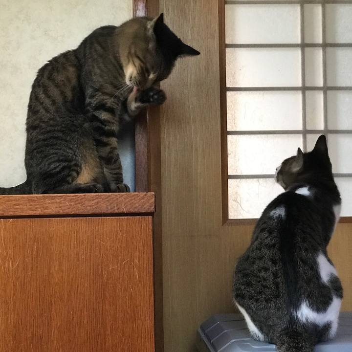 1b709e54 96ed 440e bf1a e0b3f46f4ad0 1534206969561