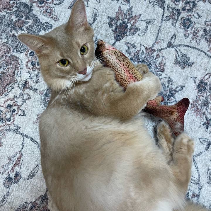 1b76489b fd70 4c84 b35a fdcc0062c492 1733820304793