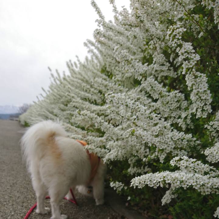 1b7861e4 27c1 48d2 a0bf 2708ce3d510c 1523407136658