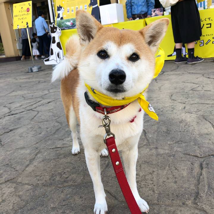 1b7f653c 06e1 40e5 868c fa9dfa389722 1542521182117