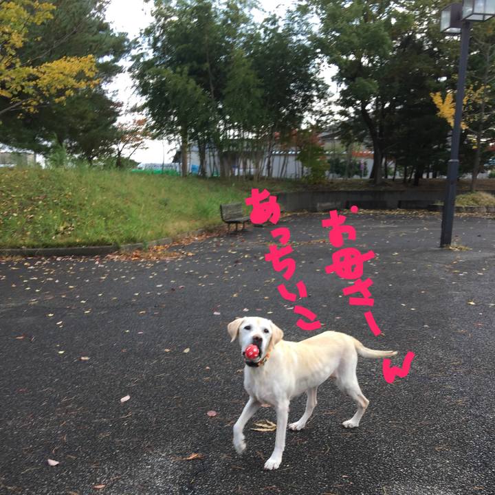 1b7fc0a3 e1c9 43a3 a9fa b89e29c13c3f 1509879067678