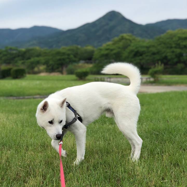 1b860fea 832d 44fe af65 43c2c856c0be 1559082867713