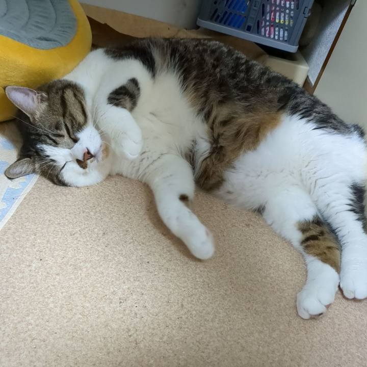 1b861a2b 862e 4444 8032 0debb5f67e43 1757862436214