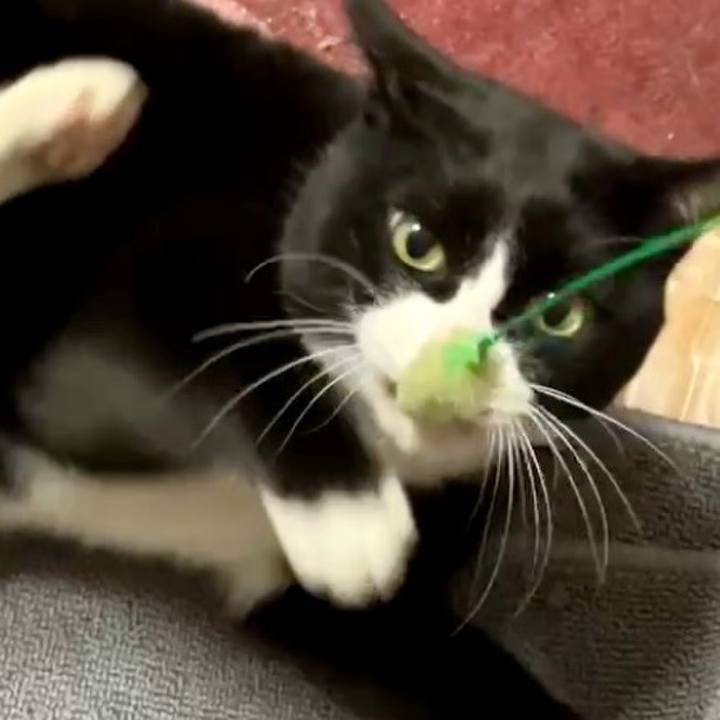 1b8b2488 c9c5 4d4b 9158 084399654e60 1739585618676