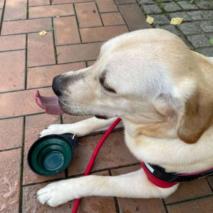 1b8cce9c 584b 4fe2 8c12 ea8174f66851 1629375506225