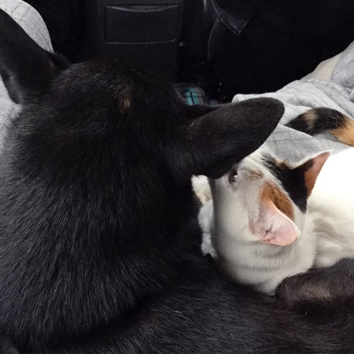 1b8e9225 ee49 4580 91c6 bdbf91775594 1586518686942