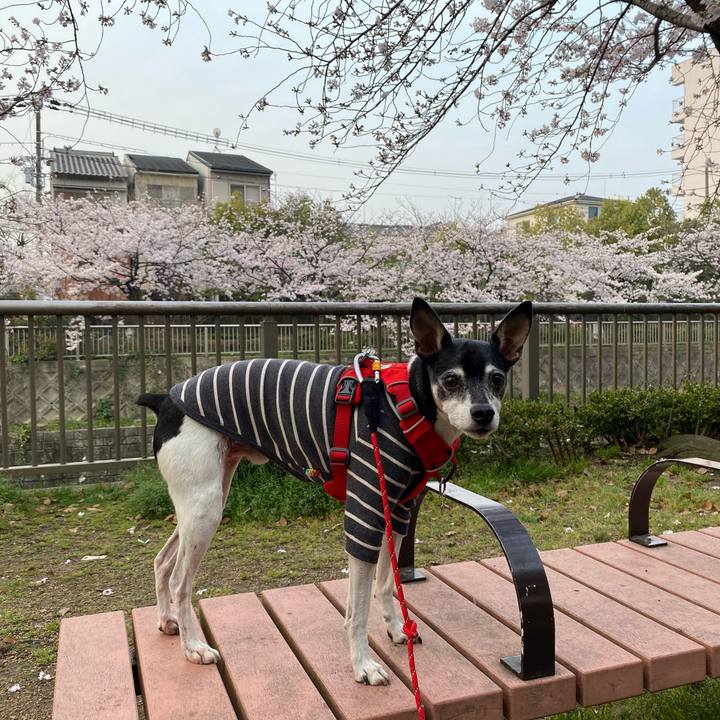 1b96eebf cc74 4e4b b191 14ef4bc21382 1617059479973