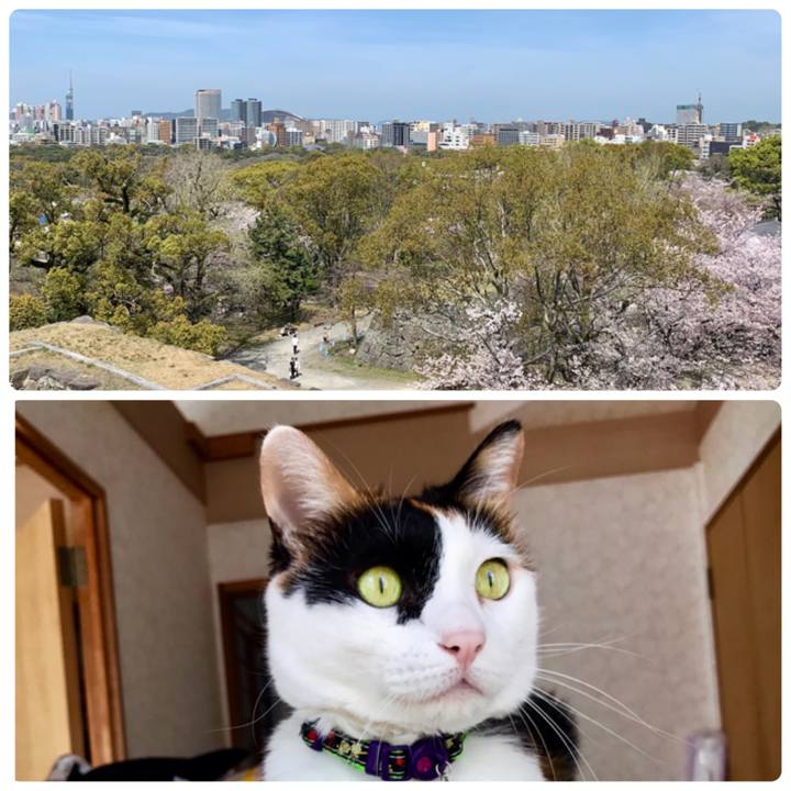 1b9791af bdd0 485d 82ca 3f2deca5a05e 1616843417727