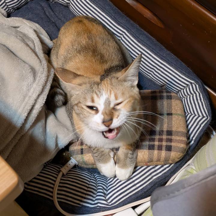 1b996fcd 3de0 44cc acbc 5e3f00819efc 1762798690024