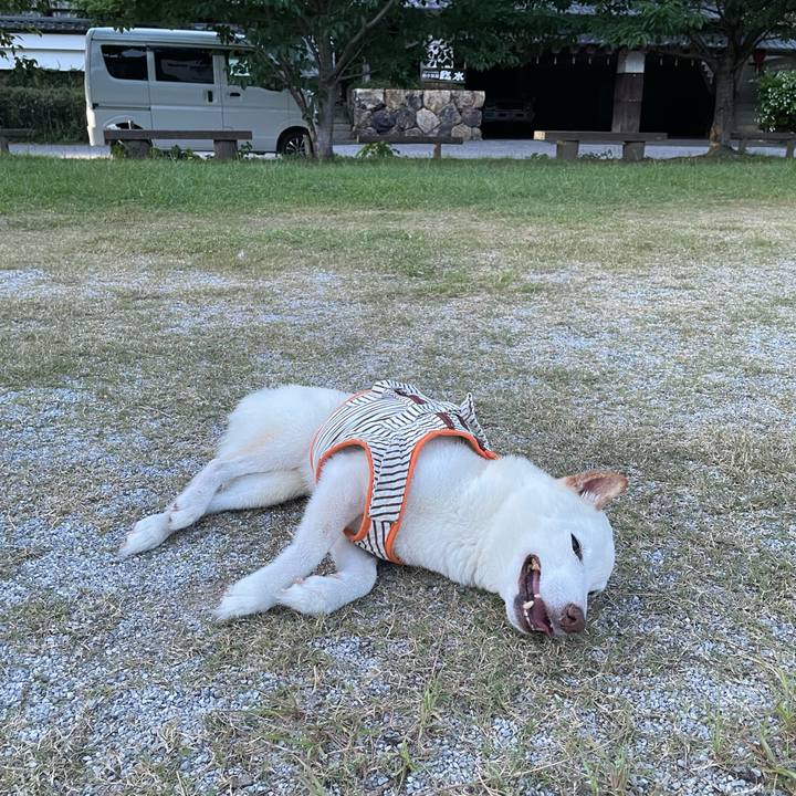 1b99c49a c41c 4f0a 8629 e104a6259130 1660219730699