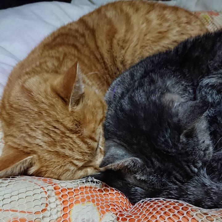 1ba4683f bee8 4f4c b28f 81fef569eb4c 1581163443524