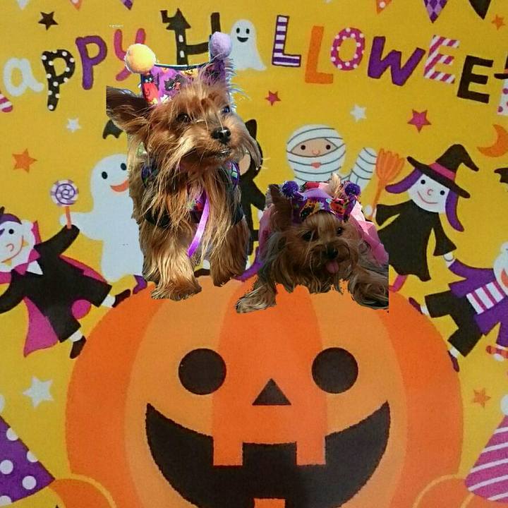 1ba4bc09 d448 4805 8077 19c9004d1b47 1539226071461