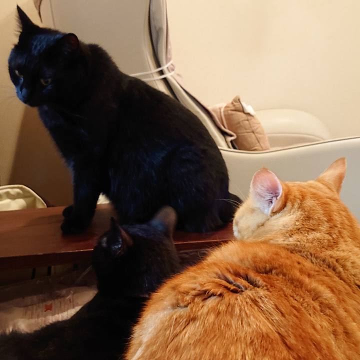 1ba69eff 4431 4b4b a3ae 98e123238f42 1538750962136