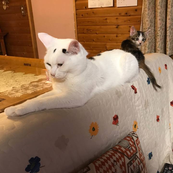 1ba9a7b4 b8e1 4711 a027 4c7d2cd2bdc4 1597265918253