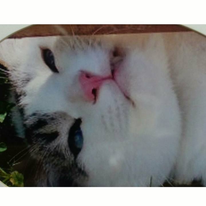 1bac3f85 1016 46fb 8cd1 96b02e85c453 1522236081751