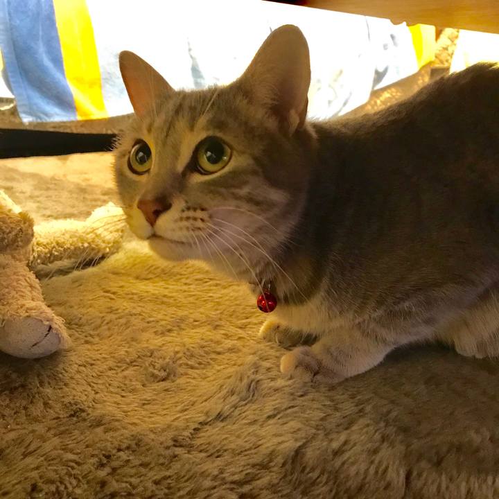 1bae6983 1beb 4c3c 8339 be4fb6333e94 1546532475087