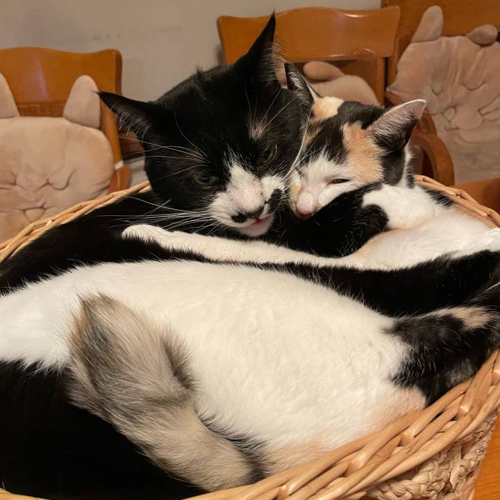 1bb1349a dbb8 4590 81ab 44c4daba1811 1741000943438