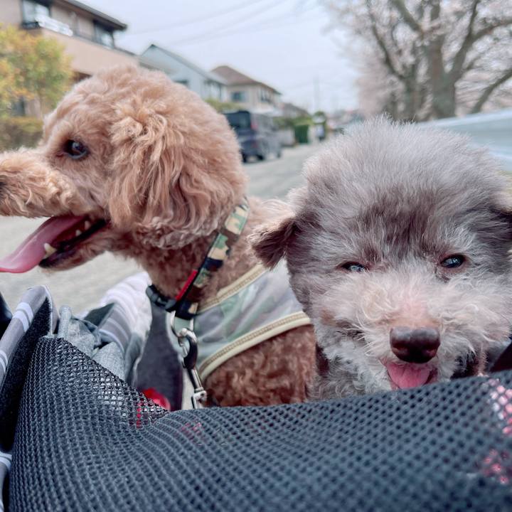 1bb185de f68c 45ba bf30 6e371fcc682b 1743820125210