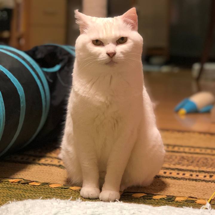 1bb25a4b 7cb6 4a33 b9dc 01d73a9c1f79 1560947013146