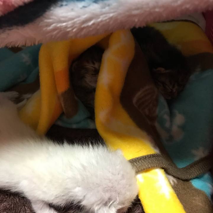 1bb29b6e 70f2 4517 b438 c19d82e53473 1554378699578