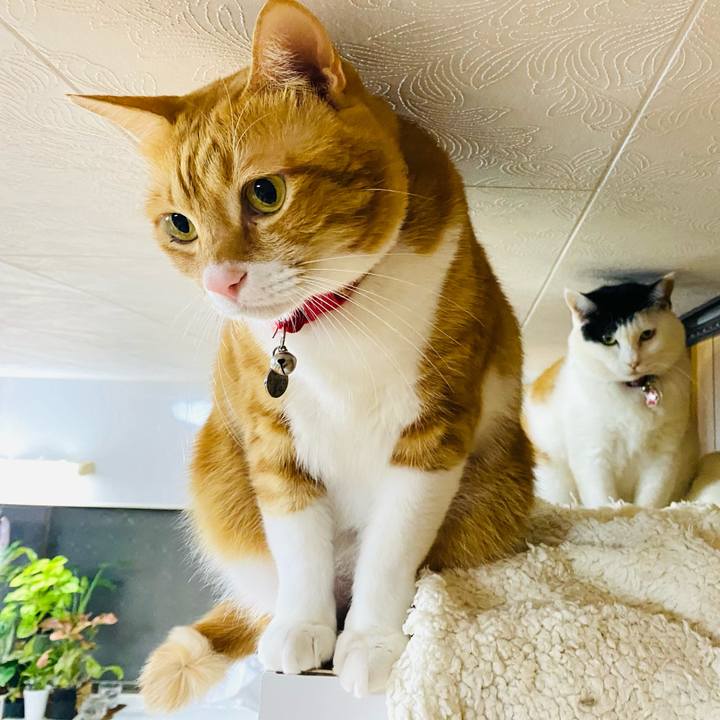 1bb4e1e2 08bf 4134 a73e 1c380b1a2829 1734872146616