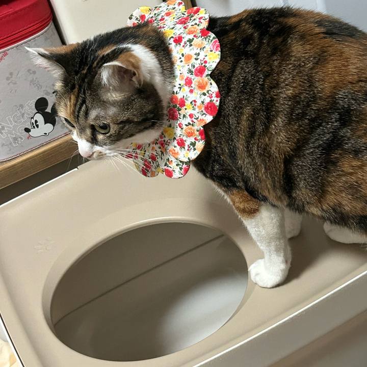 1bb84715 a7d3 413a bd01 cf6ea15c27cb 1764289250039