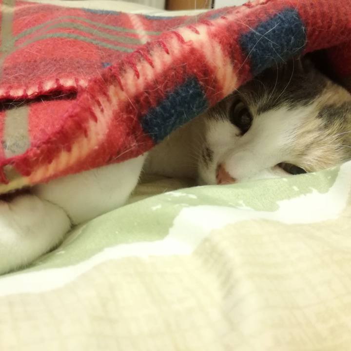 1bb85df9 1928 45a3 a2c0 a41e18d2ede6 1551667204687