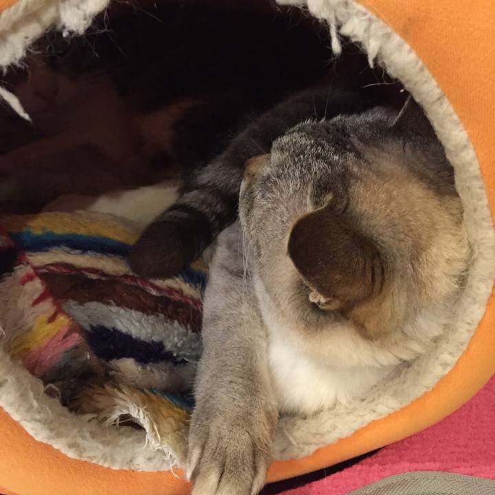 1bbab3f2 5c62 49fc 87ac 5e98418e3437 1520067859134