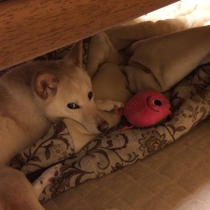 1bbab931 ff90 4b9f 9273 532e0c6106d7 1525869790294