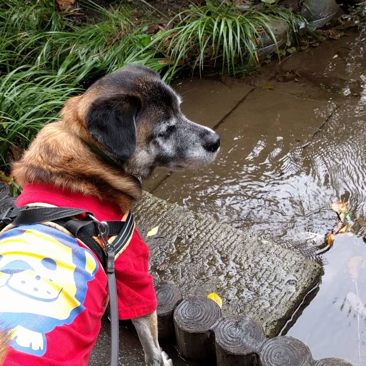 1bbf9c3a 6d4d 49d9 ba8d ba49a4010c5e 1508893831106