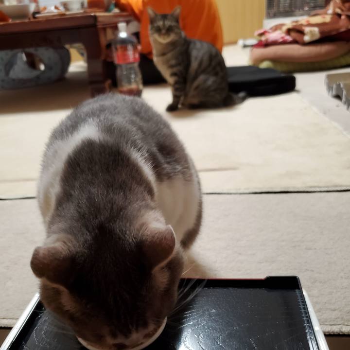 1bc005cf f9dd 4d32 8e0f 286fe49c6a04 1705144748454