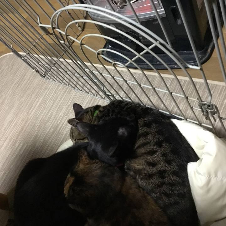 1bc04c4e 87cf 44d2 be51 a10289d421f3 1517750540222