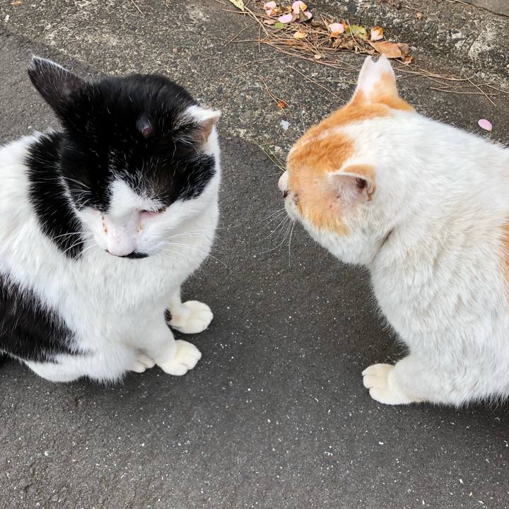 1bc0ff0a b9f4 40fb b38a 08a9c4e5bcb2 1554971223231