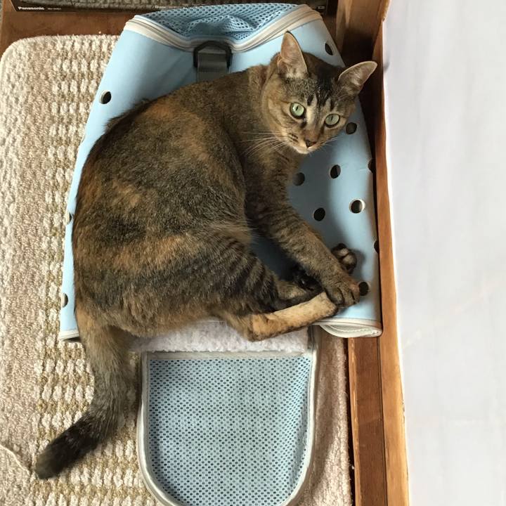 1bc1916d df2b 4dde bb54 7533120dad08 1596531100262