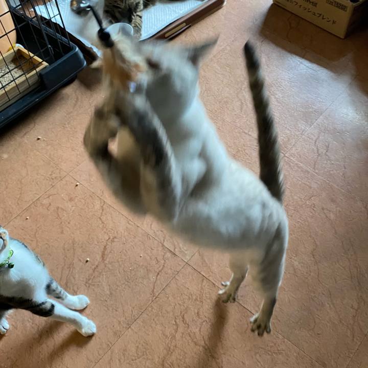 1bc1eec8 55f4 48d6 a783 c0c00b504caf 1721122232348