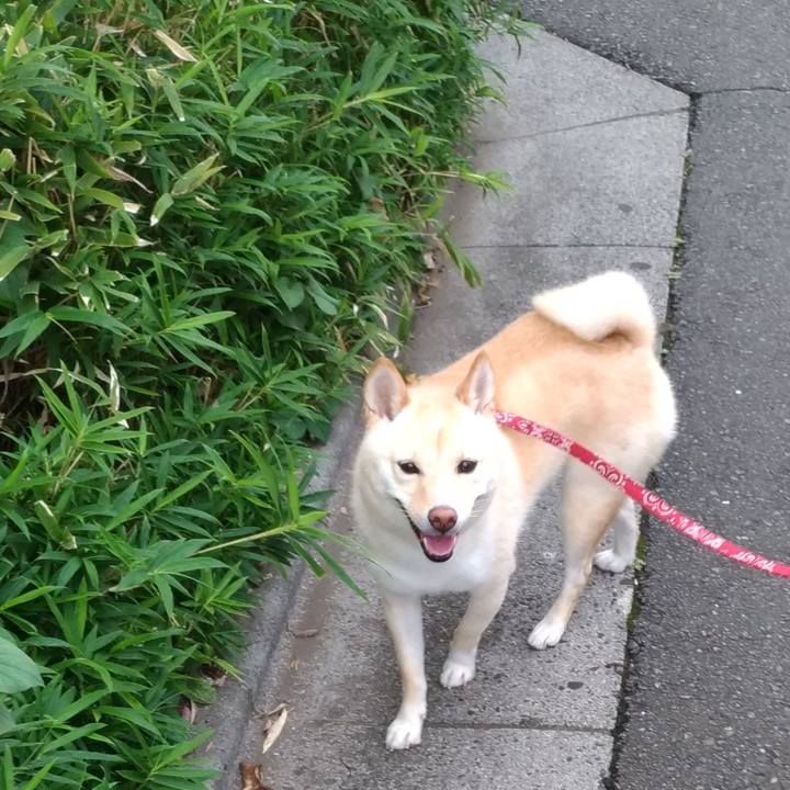 1bc635e4 d3b3 46d1 8361 42439a13240b 1535776440421