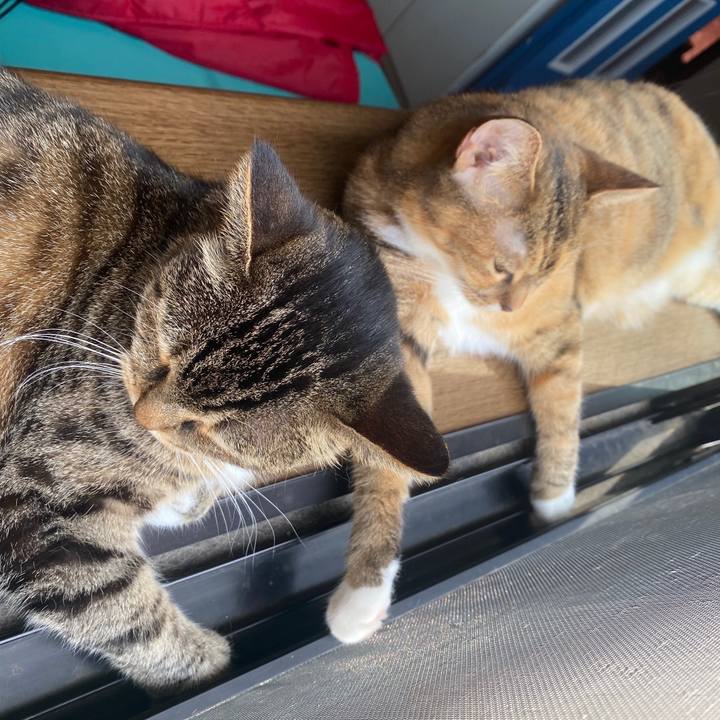 1bc74544 25c8 4bf7 bf0b 8e08ca4f99c5 1595203379384