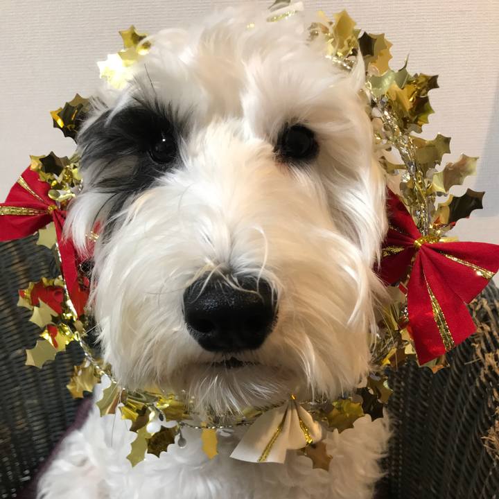 1bccb93d d885 4698 b224 183688e47391 1514087582558